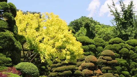 Green trees in the park, green trees in the forest Stock-Footage 310079816