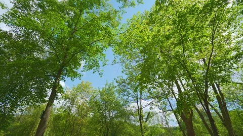 Green trees in the Park. Leafy tree. Bottom view. Camera tilt. Vídeo Stock 104710317