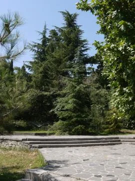 Green trees in the park with a path paved with slabs and low steps leading fu Stock Photos