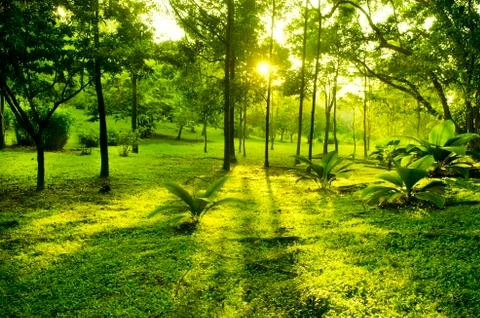 Green trees in park Stock Photos