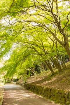 Green trees in park Stock Photos