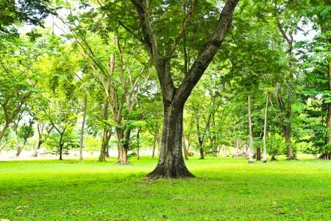 Green trees in park Stock Photos
