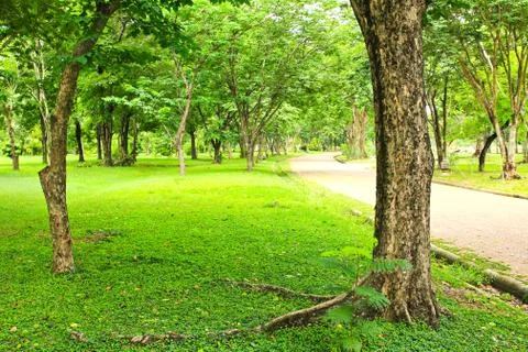 Green trees in park Stock Photos