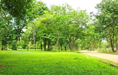 Green trees in park Stock Photos