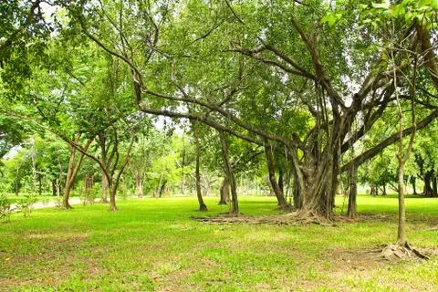Green trees in park Stock Photos