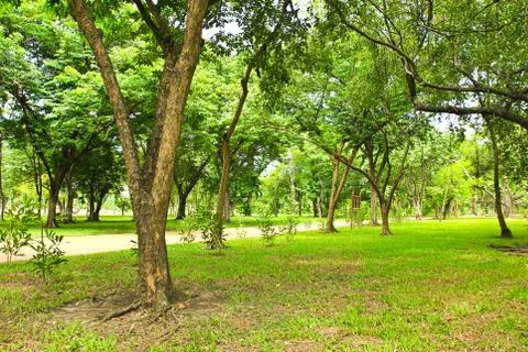 Green trees in park Stock Photos