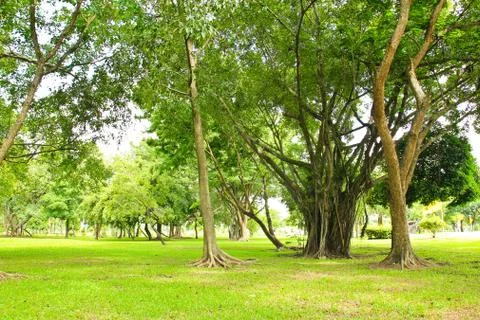 Green trees in park Stock Photos