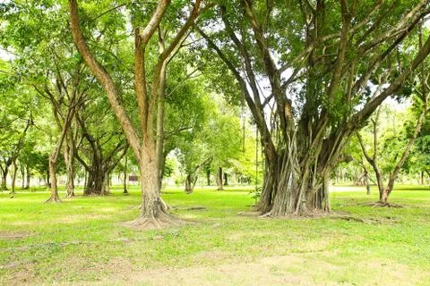 Green trees in park Stock Photos