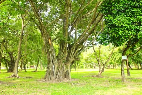 Green trees in park Stock Photos