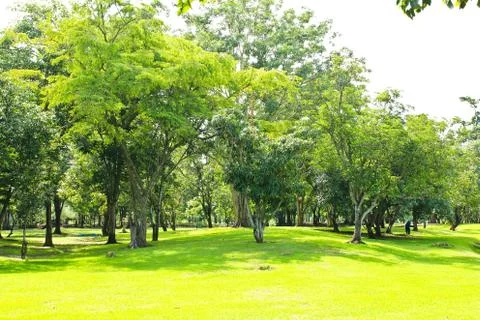 Green trees in park Stock Photos