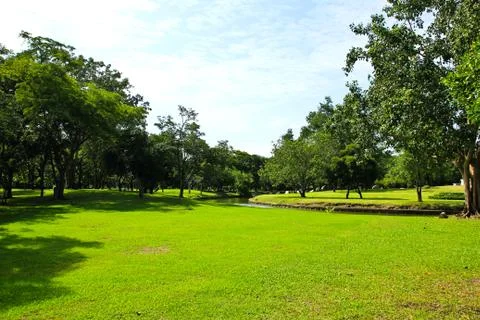 Green trees in park Stock Photos