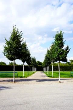 Green trees in the park Stock Photos