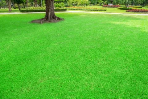 Green trees in park Stock Photos