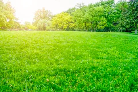 Green trees in the park Stock Photos