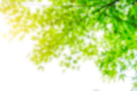 Green trees in the park Stock Photos