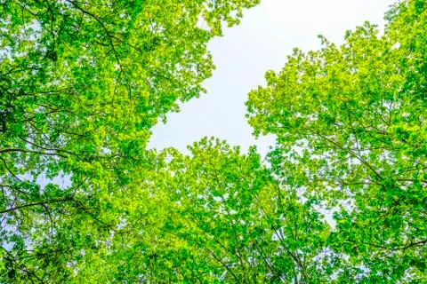 Green trees in the park 写真素材