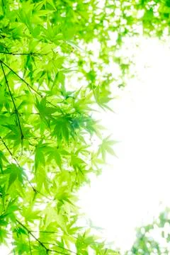 Green trees in the park Stock Photos