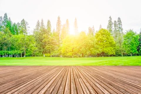 Green trees in the park Stock Photos