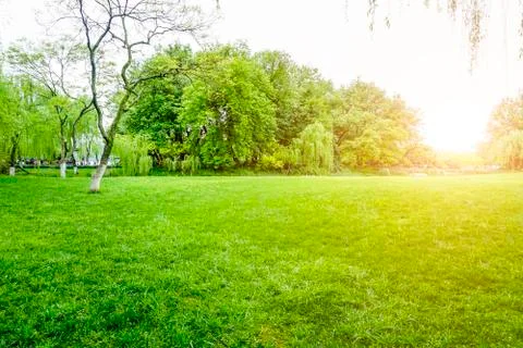 Green trees in the park Stock Photos