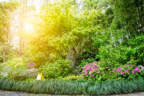 Green trees in the park Stock Photos