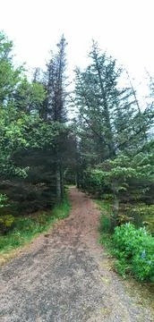 Green Trees Pathway Perspective Stock Photos