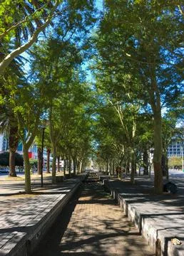 Green Trees Perspective View Stock Photos