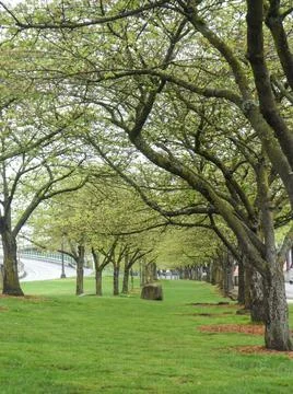 Green trees perspectives 스톡 사진