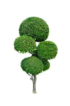 Green trees. Stock Photos