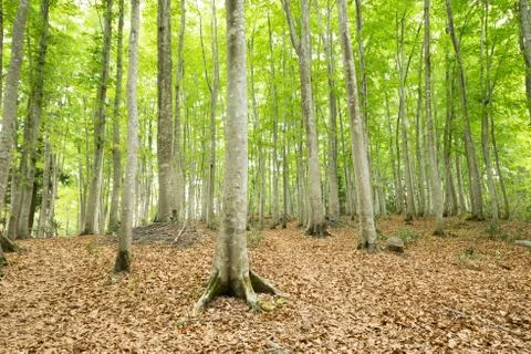 Green trees Stock Photos