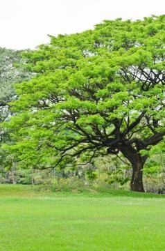 Green trees Foto stock
