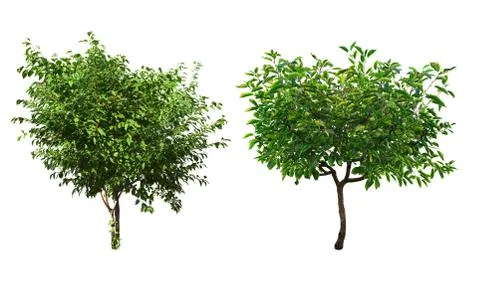 Green trees Stock Photos