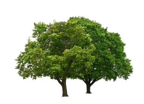 Green trees Stock Photos