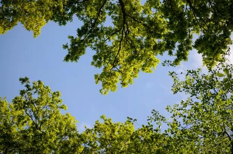 Green trees Stock Photos
