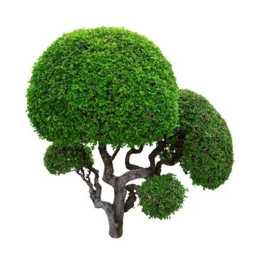 Green trees. Stock Photos