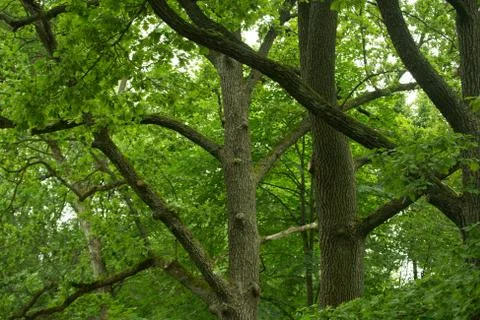 Green trees Foto stock