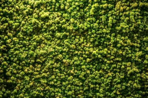 Green trees Stock Photos