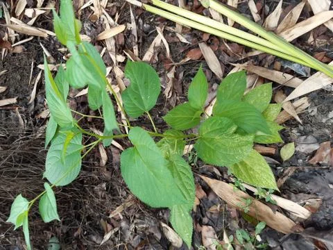 Green trees. Stock Photos