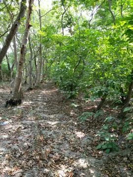 Green trees 스톡 사진