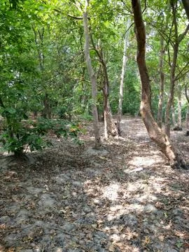 Green trees Stock Photos