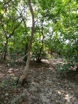 Green trees Stock Photos