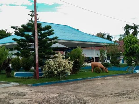 Green trees Stock Photos