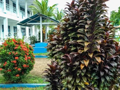 Green trees Stock Photos