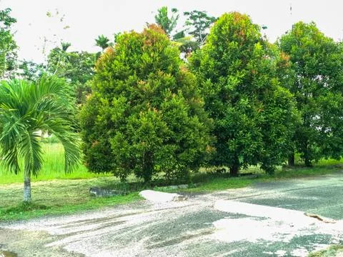 Green trees Stock Photos
