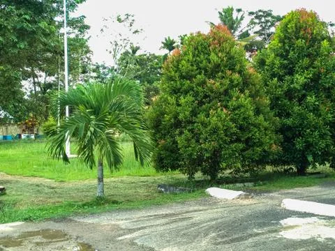 Green trees Stock Photos