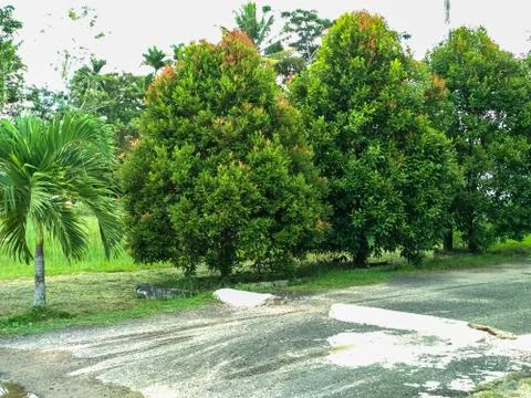 Green trees Stock Photos