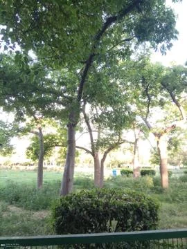 Green Trees Stockfoto's