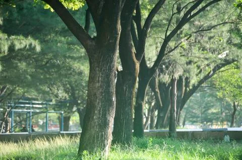 Green trees 스톡 사진