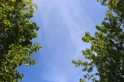 Green trees Stock Photos