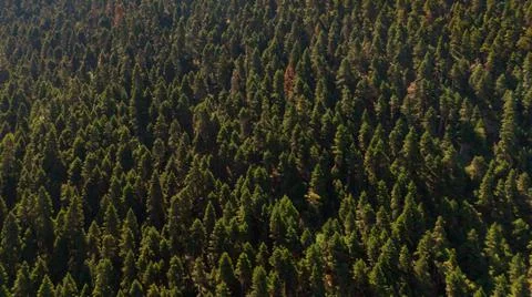 Green trees 写真素材