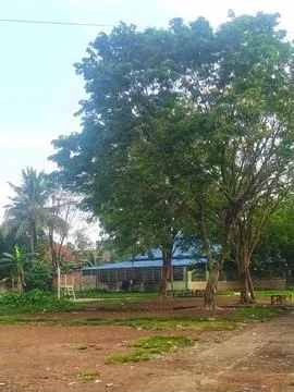 Green trees 写真素材